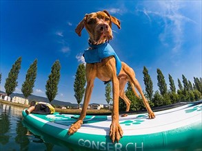 Young Magyar Vizsla on a Stand-Up Paddle Board