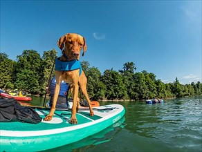 Young Magyar Vizsla on a Stand-Up Paddle Board