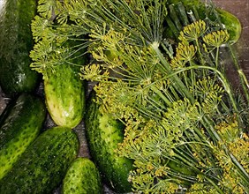 Pickling cucumbers and dill