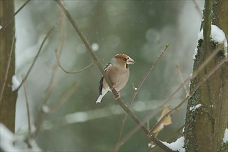 Hawfinch