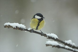 Great tit