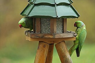 Two male collared parakeets