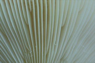 Close-up of the lamellae of a russula in Bad Schoenborn