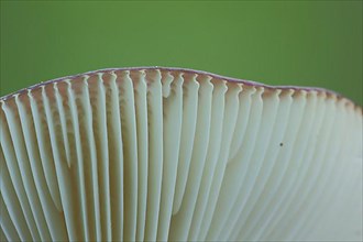 Close-up of the lamellae with cap rim of a russula in Bad Schoenborn
