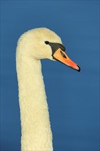 Portrait of Mute Swan