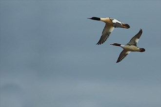 A pair of Common Mergansers