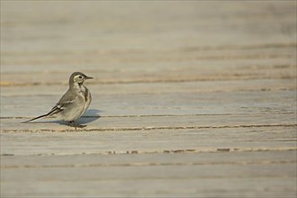 Young wagtail