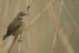 Young Reed Warbler