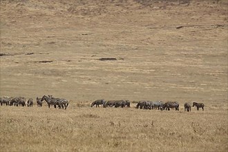 A herd of plains zebras