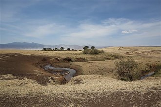 Landscape with waterhole in Ngorongoro Crater