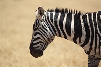 Portrait of the plains zebra