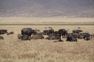 A herd of african buffalo