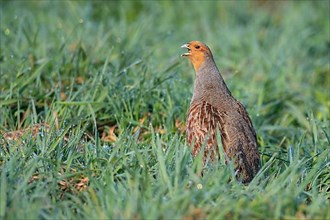 Courting gray partridge