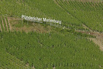 Writing in the vineyard of the wine-growing area Puendericher Marienburg in Puenderich on the Moselle