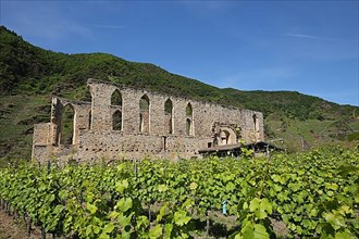 Stuben monastery ruins in the vineyards near Bremm