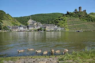 View over the Moselle with Nile geese to Beilstein and Metternich Castle