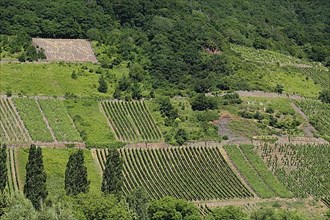 Vineyards with garden art in 2022 in the wine-growing area Mesenicher Goldgruebchen in Mesenich