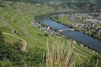 View of Piesport with serpentines in the wine-growing area of the Middle Moselle
