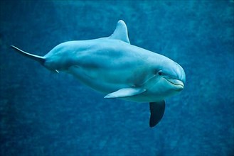 Atlantic bottlenose dolphin