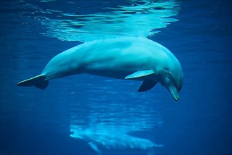 Atlantic bottlenose dolphin