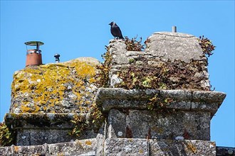 Jackdaw on the chimney of an old stone house