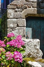 Hydrangeas in front of old stone house