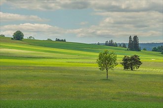 Country meadow near Rotenbach wiesen nature reserve. Friedenweiler
