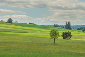 Country meadow near Rotenbach wiesen nature reserve. Friedenweiler