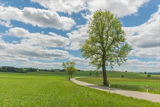 Country road near Rotenbach wiesen nature reserve. Friedenweiler