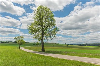 Country road near Rotenbach wiesen nature reserve. Friedenweiler