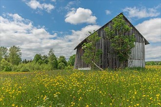 Old barn in a country meadow near Rotenbach wiesen nature reserve. Friedenweiler