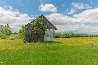 Old barn in a country meadow near Rotenbach wiesen nature reserve. Friedenweiler