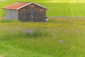Old barn in a country meadow near Rotenbach wiesen nature reserve. Friedenweiler