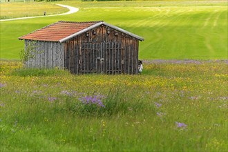 Old barn in a country meadow near Rotenbach wiesen nature reserve. Friedenweiler