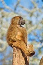 Guinea baboon