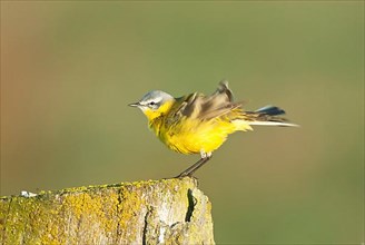 Male blue-headed wagtail