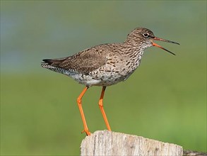 Common redshank