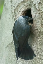 Western jackdaw
