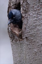 Western jackdaw