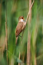 Reed-Warbler