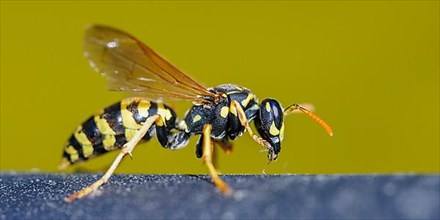 Field wasp
