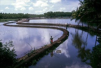 Prawn farms in the backwaters of Kodungallur