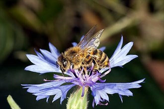 A honey bee