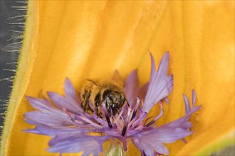 A honey bee