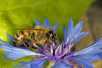 A honey bee