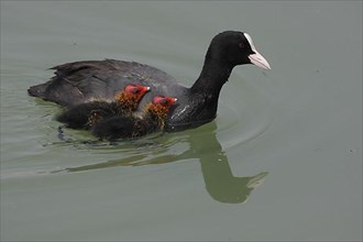 Mother common coot