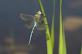 Male emperor dragonfly