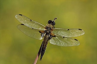 Male four-spotted chaser