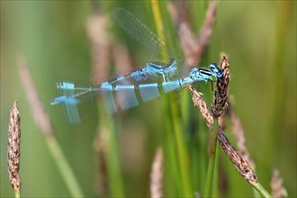 Photo art by double exposure and exposure with flash of two moving azure damselfly