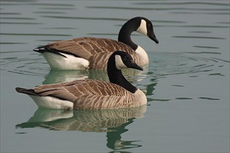 Two swimming Canada geese